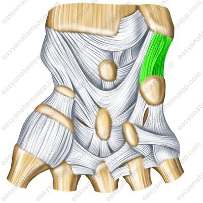 Ulnar collateral ligament of wrist joint – palmar surface (lig. collaterale carpi ulnare)